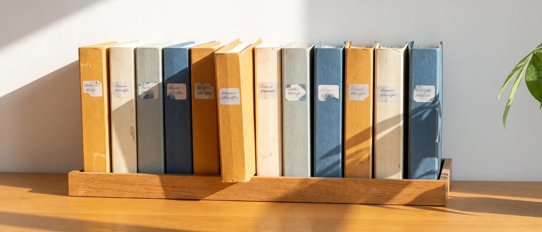 Twelve slim card wallets in ochre, cream and denim blue standing in a row in a wooden desk tray, one pulled forward, with morning sunlight raking across them.